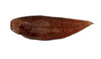 粗體舌鰨( i Cynoglossus robustus /i )