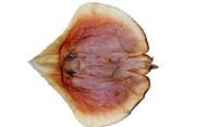黑體施氏鰩( i Springeria melanosoma /i )