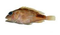 石狗公( i Sebastiscus marmoratus /i )