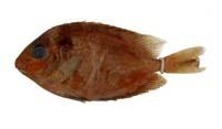 金點籃子魚( i Siganus chrysospilos /i )