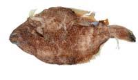 木葉鰈( i Pleuronichthys cornutus /i )
