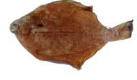 木葉鰈( i Pleuronichthys cornutus /i )