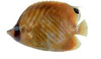揚旛蝴蝶魚( i Chaetodon auriga /i )