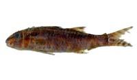 ( i Paurpeneus pleurostigma /i )