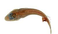 吉氏針鯒( i Hoplichthys gilberti /i )