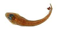 吉氏針鯒( i Hoplichthys gilberti /i )
