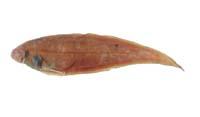 窄體舌鰨( i Cynoglossus gracilis /i )