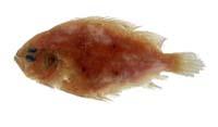 五眼斑鮃( i Pseudorhombus pentophthalmus /i )