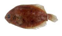 五眼斑鮃( i Pseudorhombus pentophthalmus /i )