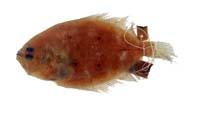 五眼斑鮃( i Pseudorhombus pentophthalmus /i )