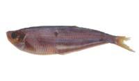 後鰭魚( i Opisthopterus tardoore /i )