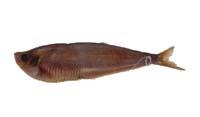 後鰭魚( i Opisthopterus tardoore /i )