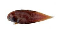 長吻舌鰨( i Cynoglossus lighti /i )