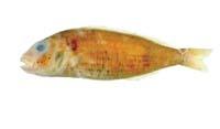 日本金線魚( i Nemipterus japonicus /i )