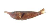 三色尖嘴魚( i Gomphosus tricolor /i )