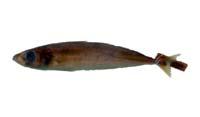 長身圓鰺( i Decapterus macrosoma /i )