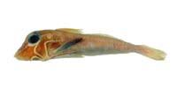 深海角魚( i Lepidotrigla abyssalis /i )
