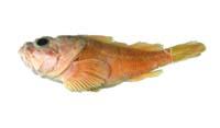 三色褐菖鮋( i Sebastiscus tertius /i )