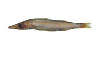 日本金梭魚( i Sphyraena japonica /i )