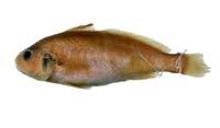 黃姑魚( i Nibea albiflora /i )