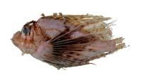 魔鬼簑鮋( i Pterois volitans /i )