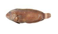 帶尾新隆魚( i Novaculichthys taeniourus /i )
