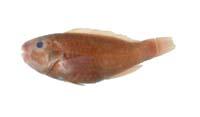 灰鸚嘴魚( i Scarus sordidus /i )