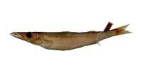 大眼金梭魚( i Sphyraena forsteri /i )