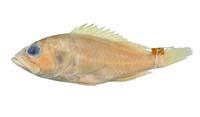 吊橋石斑魚( i Epinephelus morrhua /i )
