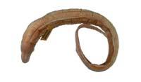 頸帶蛇鰻( i Ophichthus cephalozona /i )