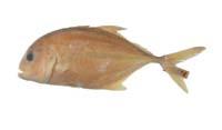 浪人鰺( i Caranx ignobilis /i )