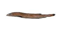 鼠鱚( i Gonorynchus abbreviatus /i )