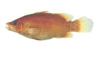 尖吻鱸( i Lates calcarifer /i )