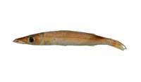 日本金梭魚( i Sphyraena japonica /i )