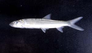 海鰱( i Elops machnata /i )台灣俗名:瀾槽、四破、夏威夷海鰱大陸名:大眼海鰱