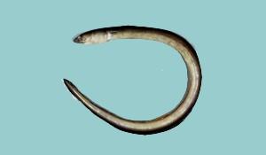 頂蛇鰻( i Ophichthus apicalis /i )台灣俗名:尖吻蛇鰻、硬骨鱔、土龍