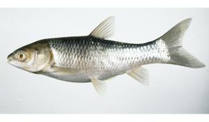 草魚( i Ctenopharyngodon idellus /i )台灣俗名:鯇大陸名:草魚