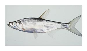 紅鰭鮊( i Culter erythropterus /i )台灣俗名:曲腰、翹嘴巴、總統魚、白魚大陸名:紅鰭鮊