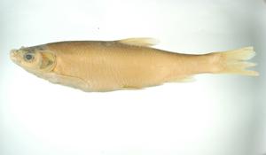 圓吻鯝( i Distoechodon tumirostris /i )台灣俗名:更魚、憨魚、甘仔魚、鯃魚大陸名:圓吻鯝