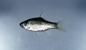 條紋二鬚魮( i Puntius semifasciolatus /i )台灣俗名:紅目鮘　 　 　大陸名:五線無鬚鲃