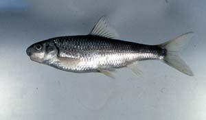 鯝魚( i Onychostoma barbatula /i )台灣俗名:台灣鏟頷魚、苦花、苦偎、齊頭偎
