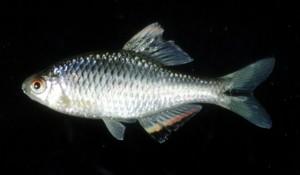 台灣石鮒( i Paracheilognathus himategus /i )台灣俗名:牛屎鯽仔、革條副鱊　 　 　大陸名:革條田中鰟鲏