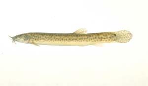 泥鰍( i Misgurnus anguillicaudatus /i )台灣俗名:土鰍、雨溜、魚溜、胡溜