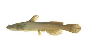 脂鮠( i Pseudobagrus adiposalis /i )台灣俗名:淡水河鮠、三角鉤、三角姑