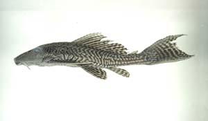 琵琶鼠( i Pterygoplichthys sp. /i )台灣俗名:清道夫、垃圾魚