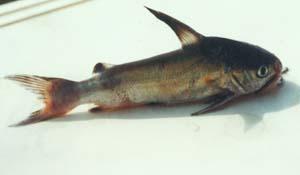 斑海鯰( i Arius maculatus /i )台灣俗名:海鯰、誠仔魚