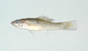 帆鰭胎生鱂魚( i Poecilia velifera /i )台灣俗名:帆鰭摩利、立帆摩利、花鱂魚