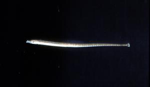 無棘海龍( i Microphis leiaspis /i )台灣俗名:海龍