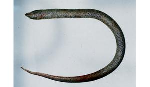 黃鱔( i Monopterus albus /i )台灣俗名:鱔魚