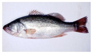 大口鱸( i Micropterus salmoides /i )台灣俗名:黑鱸、淡水鱸